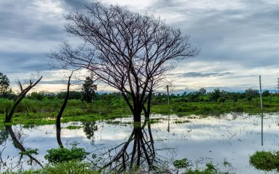 La révolution écologique : Enjeux, solutions et perspectives