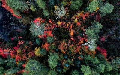 L’impact de l’écologie sur notre avenir : Protéger notre planète pour préserver notre avenir