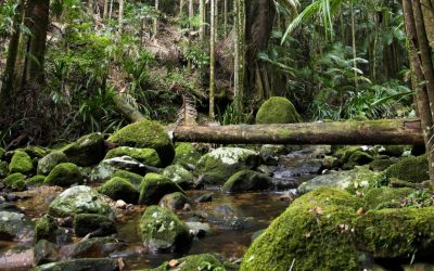 Découvre les enjeux de l’écologie : Comment protéger notre planète pour les générations futures
