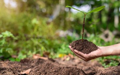 L’avenir de notre planète est entre nos mains : les enjeux actuels de l’écologie