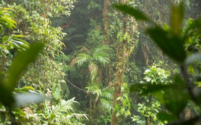 Agir maintenant pour un avenir durable : les défis et opportunités de l’écologie