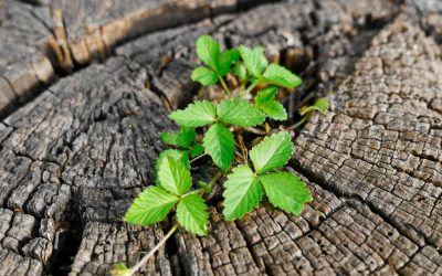 Ma maison produit plus d&rsquo;énergie qu&rsquo;elle n&rsquo;en consomme : mythe ou réalité ?