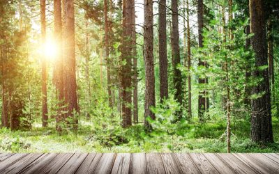 Alimentation : les faux-amis de l&rsquo;écologie dans nos assiettes