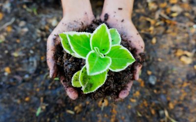 Pour un futur durable : comment l’écologie peut sauver le monde