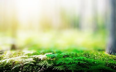 L&rsquo;avenir de notre planète en jeu : l&rsquo;urgence d&rsquo;agir pour l&rsquo;écologie