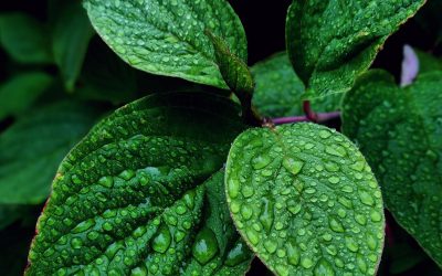 La bataille pour la planète : comprendre l’écologie pour mieux agir