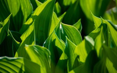 L’urgence de l’écologie : Comment agir maintenant pour sauver notre planète**