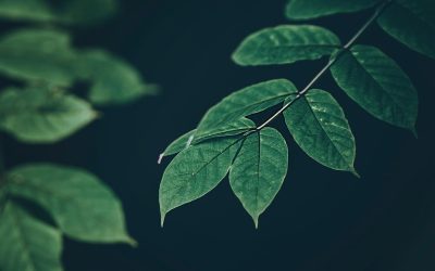 Quand la RSE devient un argument de séduction